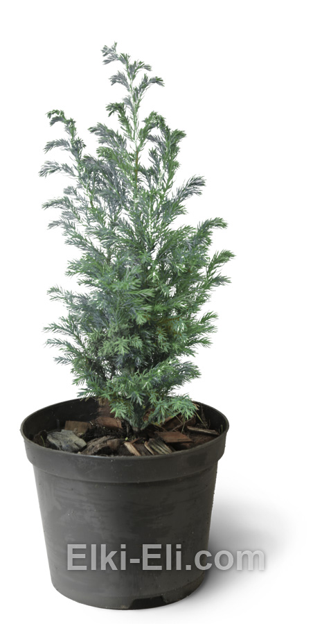 Кипарисовик горохоплодный Булевард в горшке