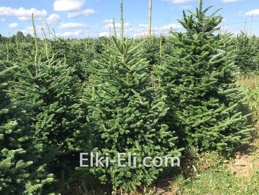 Пихта фразера, живое новогоднее дерево в питомнике, фото