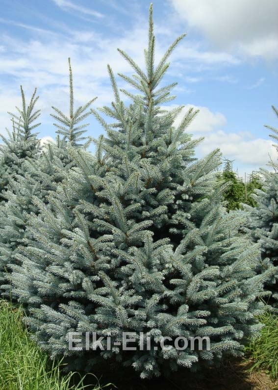Ель колючая Фат Альберт