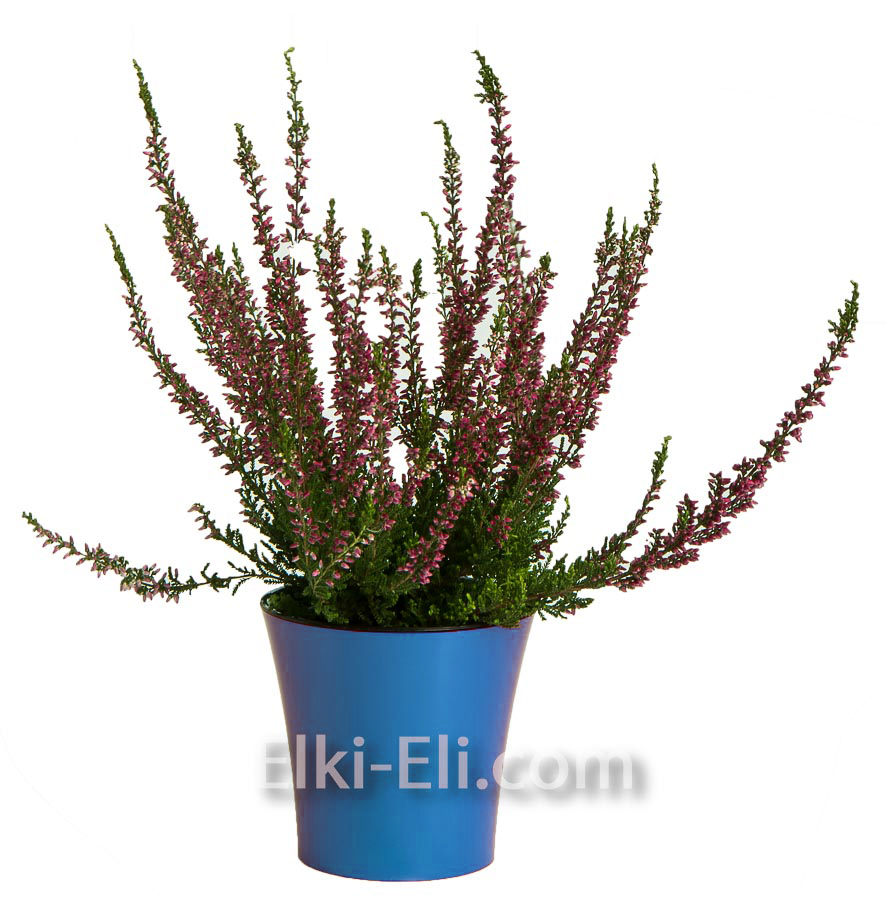 Вереск в кашпо (цвет: синий), фото