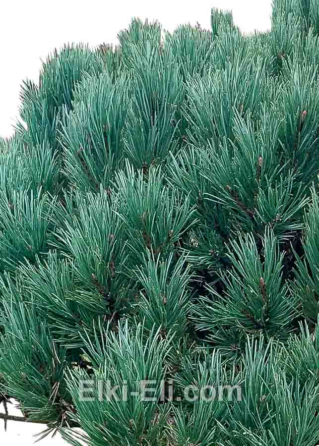 Сосна Ватерери в емкости, фото хвои