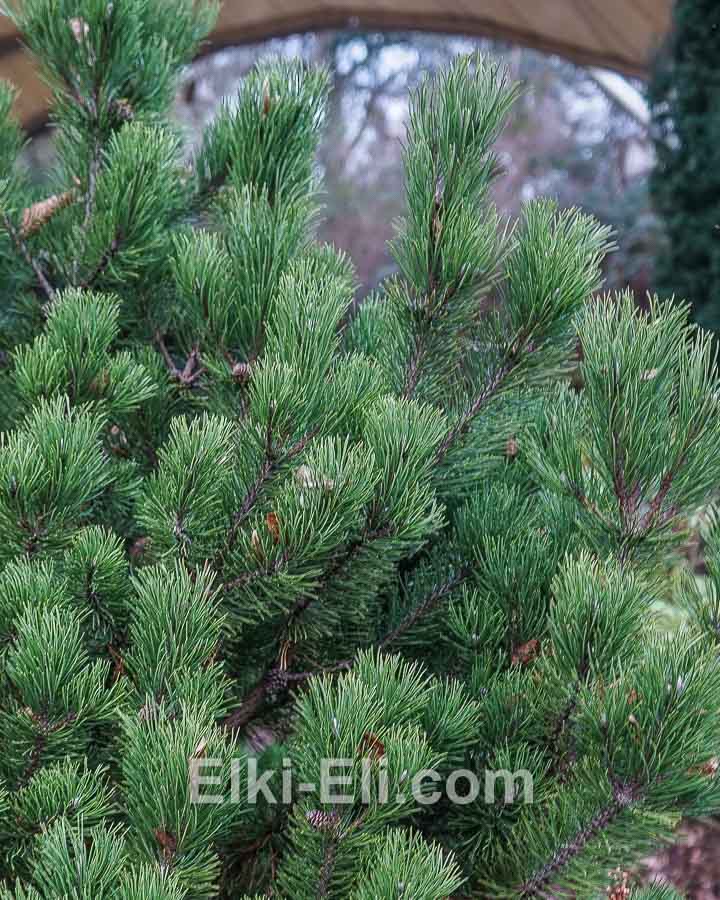 Сосна горная в горшке, фото хвои
