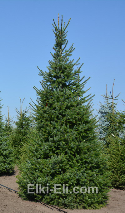 Ель Сербская