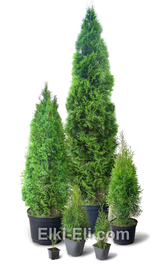 Туя смарагд от 0,1 до 3 м, фото