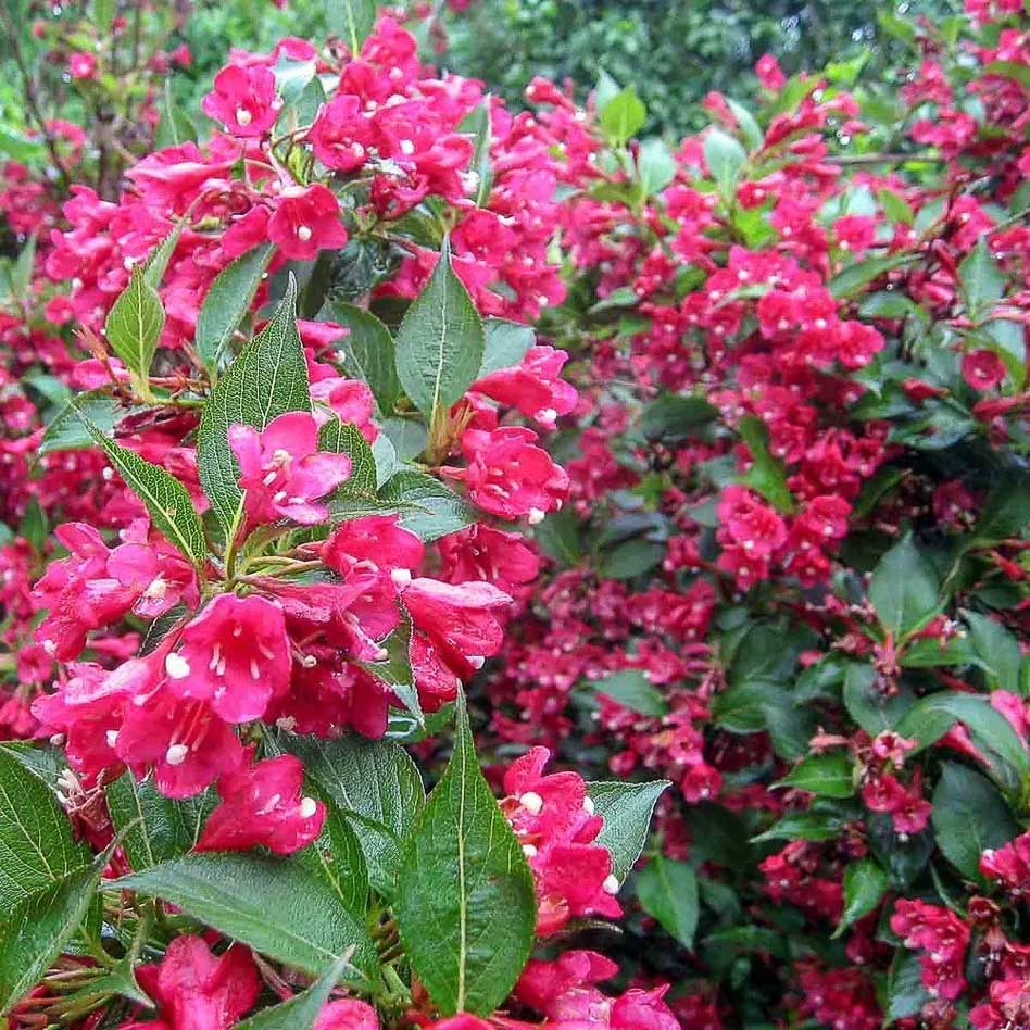 Цветение вейгелы Eva Rathke