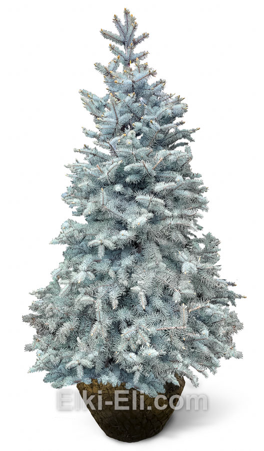 Ель колючая Хупси с комом для высадки Ель колючая Хупси с комом для высадки