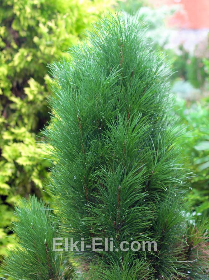 Сосна черная Green tower, фото хвои