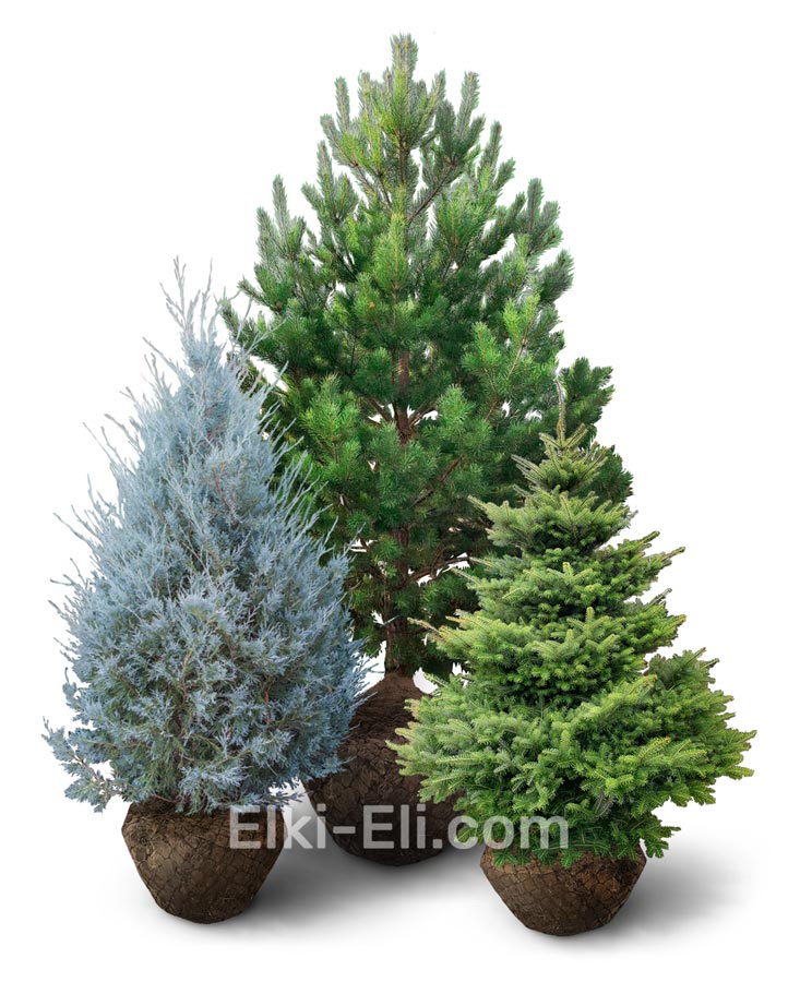 Хвойные деревья для высадки