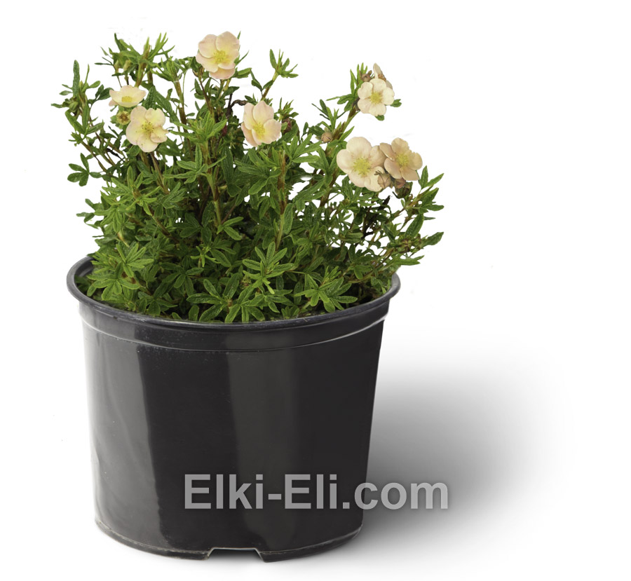 Лапчатка кустарниковая Daydown в горшке, фото Лапчатка кустарниковая Daydown в горшке, фото