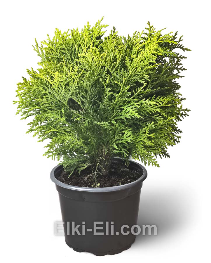Туя западная Danica 20-60 см