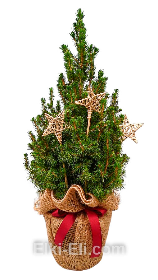 Ель Коника подарочная "Рождественская звезда"