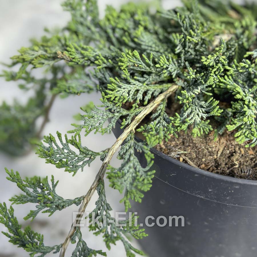 Можжевельник горизонтальный Wiltonii в горшке, фото хвои Можжевельник горизонтальный Wiltonii в горшке, фото хвои