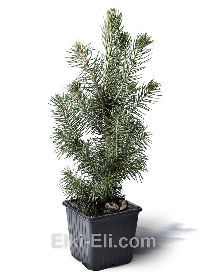 Ель сизая канадская 20-60 см