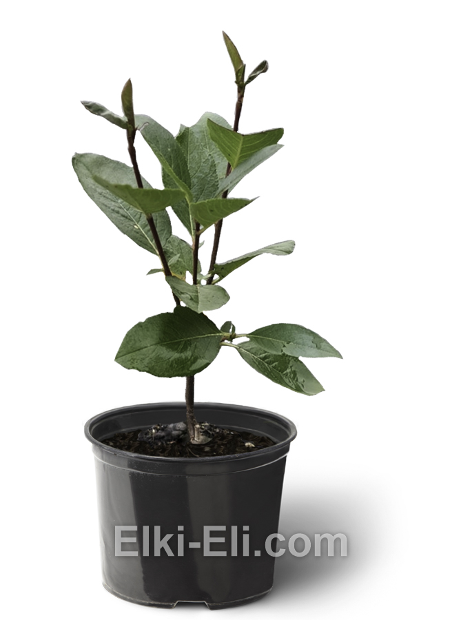 Арония черноплодная в горшке 20-40, фото