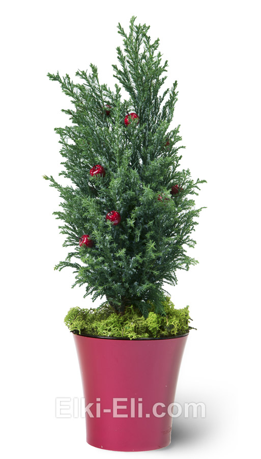 Премиум кипарисовик в красном кашпо