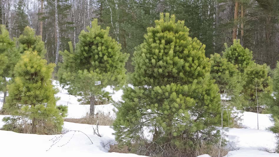  Свежая партия Русской сосны: новогодние деревья уже в продаже!