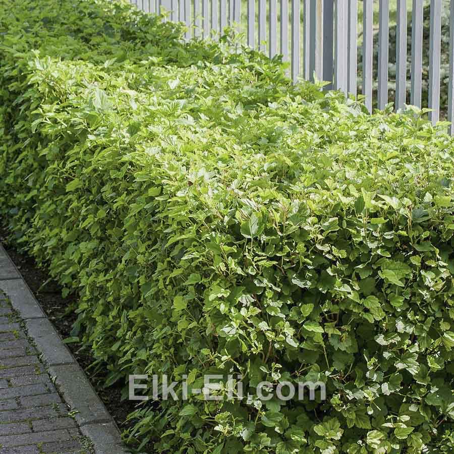 Пузыреплодник калинолистный, фото в ландшафте