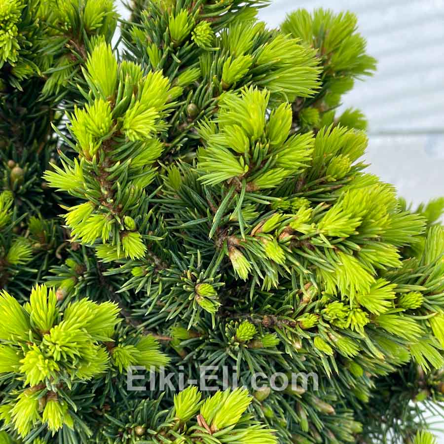 Ель канадская Alberta Glob (Альберта Глоб) в горшке