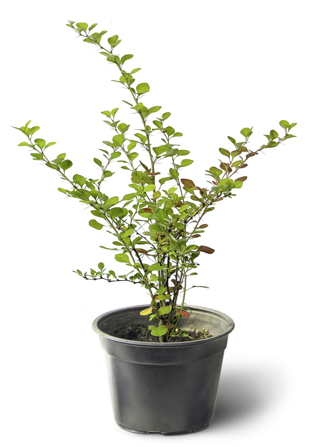 Листва Барбариса Тунберга 'Diabolicum'