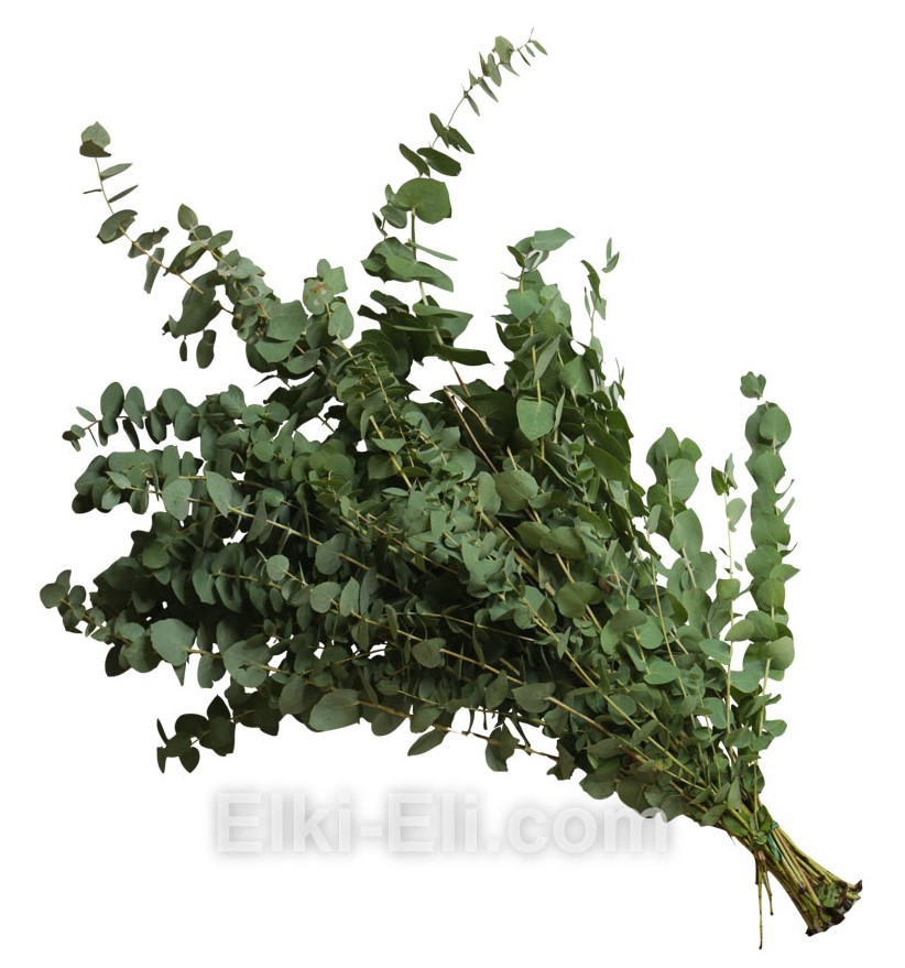Листья эвкалипта зеленого, фото