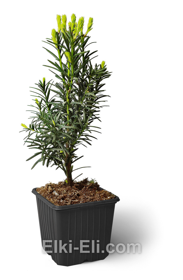 Тис ягодный Fastigiata Robusta в горшке, 20-40 см Тис ягодный Fastigiata Robusta в горшке, 20-40 см