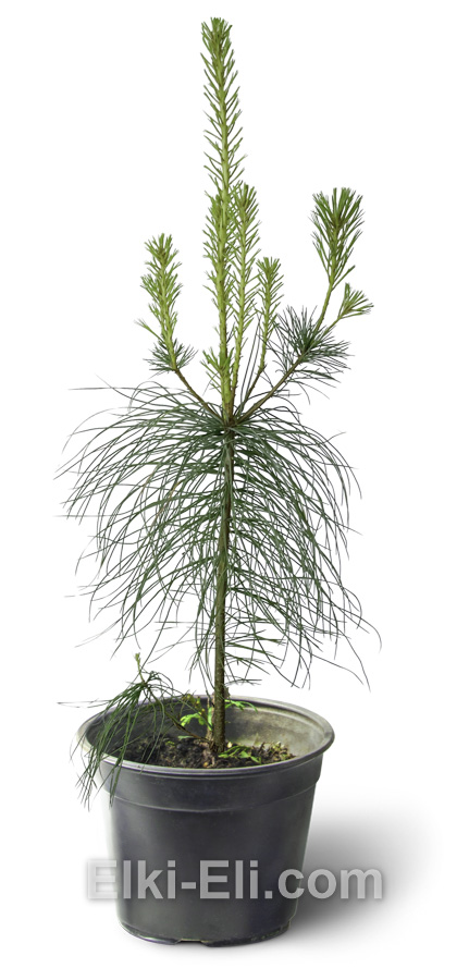 Сосна Веймутова в горшке 40-60 см, фото Сосна Веймутова в горшке 40-60 см, фото