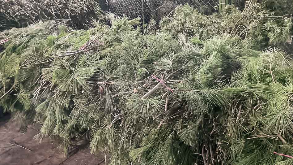  Новая партия лапника шести видов сосен уже в продаже!