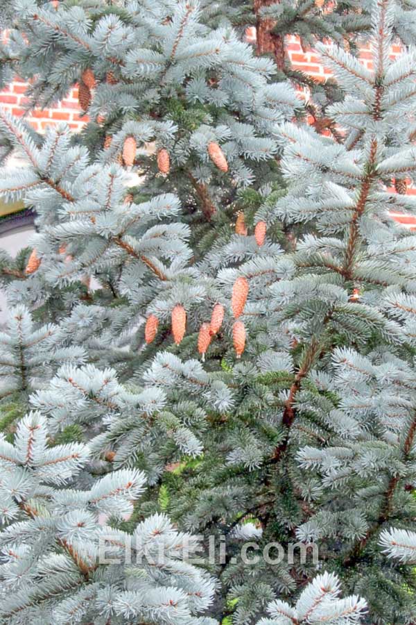 Ель колючая Хупси Ель колючая Хупси