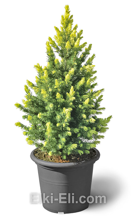 Ель Rainbows End хвоя.