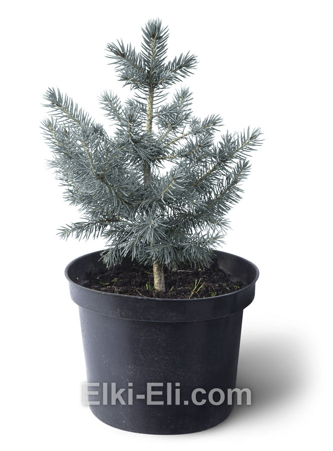 Ель американская голубая в горшке, размер 20-30 см, фото