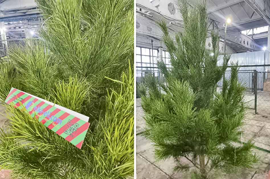 Свежая партия Русской сосны: новогодние деревья уже в продаже!