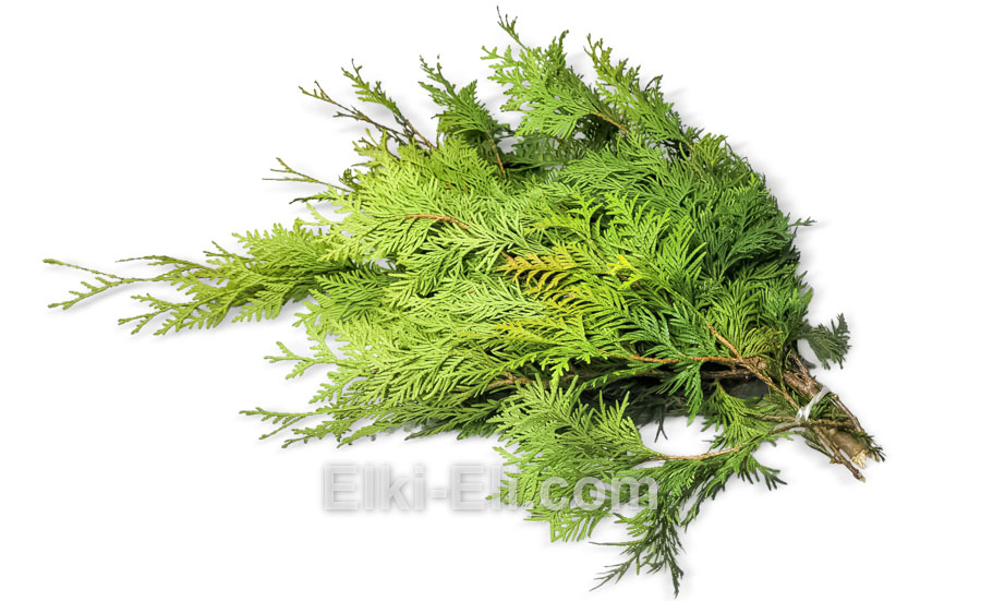 Лапник еловый