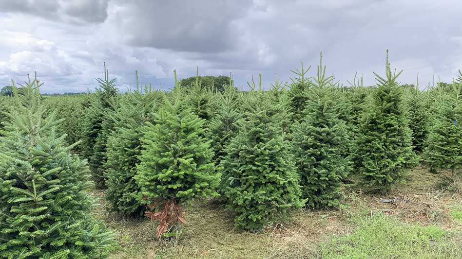  Встречайте: Пихты Фрайзера и Пихты Нордмана уже на складе!