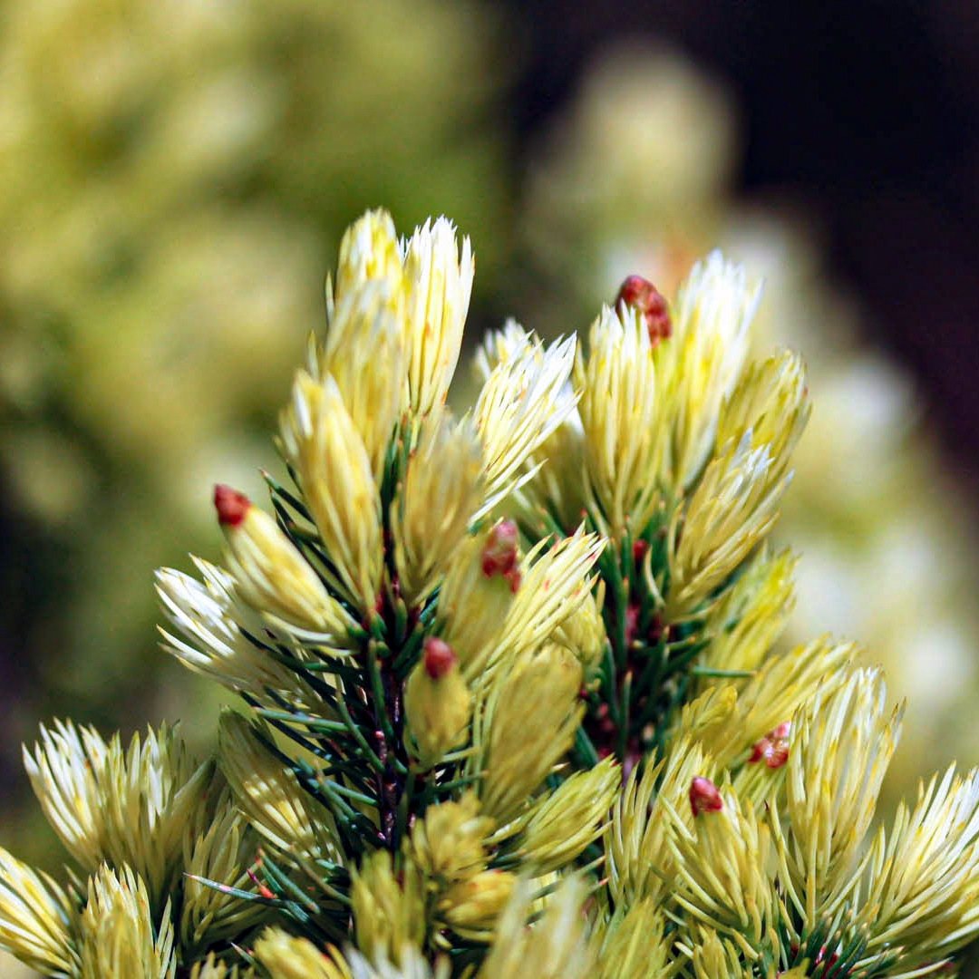 Ель канадская Daisy"s White (Дейзис Вайт)