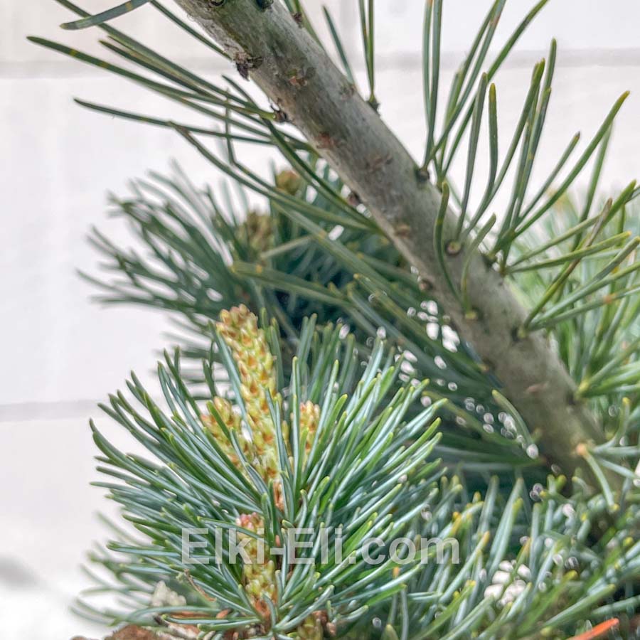 Сосна мелкоцветковая Negishi, фото хвои