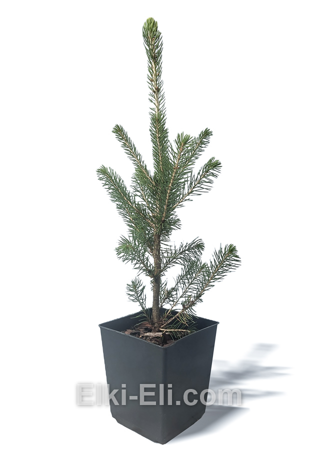 Ель канадская 60-80 см