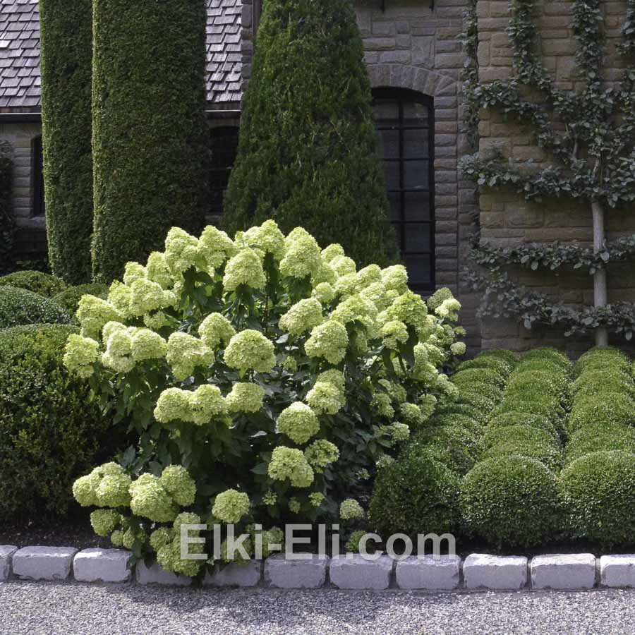 Гортензия метельчатая Limelight в горшке, использование в ландшафтном дизайне