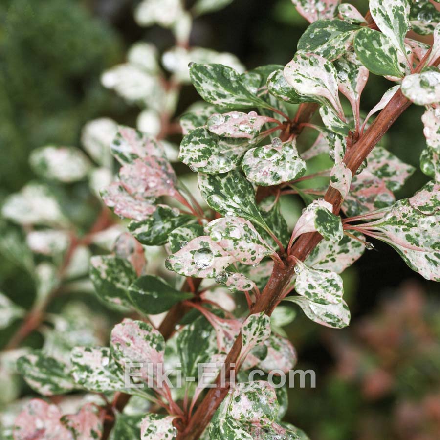 Барбарис Тунберга Natasza в горшке, фото листа