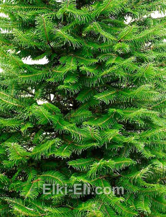 Лжетсуга мензиса, дугласова, фото хвои