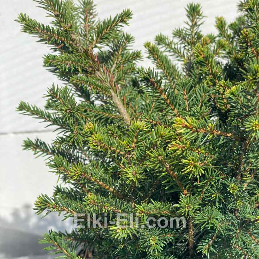 Ель сербская Карел, хвоя
