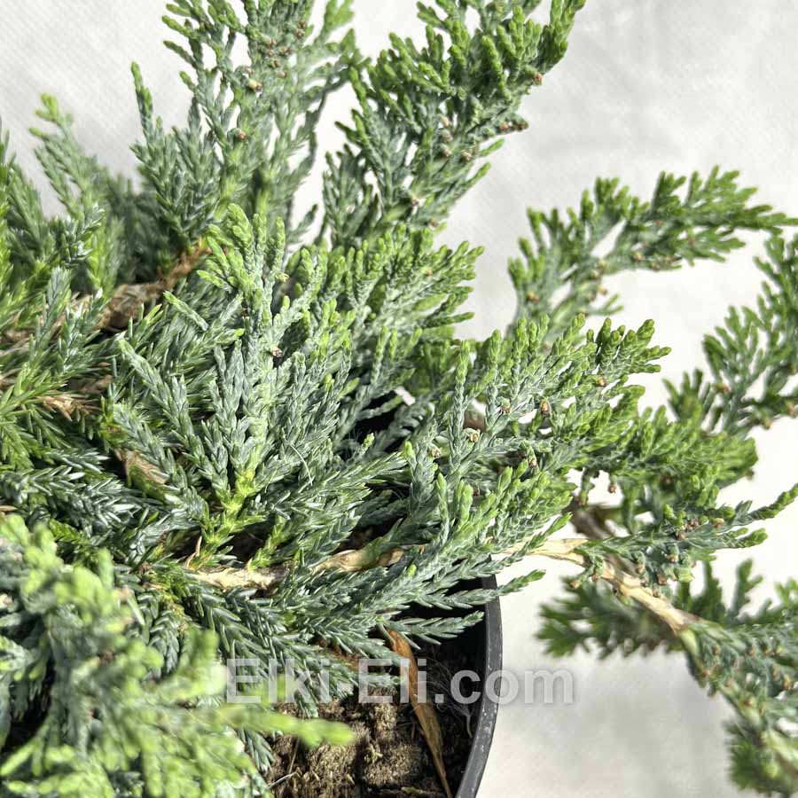 Можжевельник горизонтальный Wiltonii в горшке, фото хвои Можжевельник горизонтальный Wiltonii в горшке, фото хвои