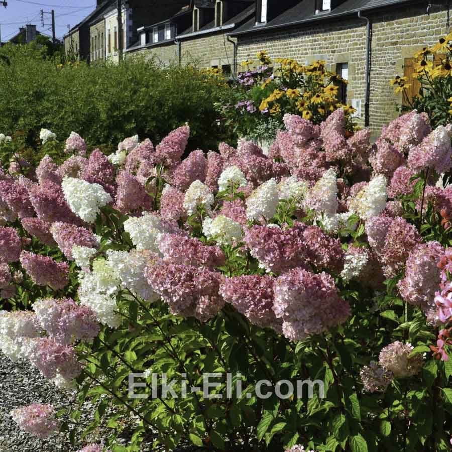 Гортензия метельчатая Vanille-Fraise в горшке, фото Гортензия метельчатая Vanille-Fraise в горшке, фото