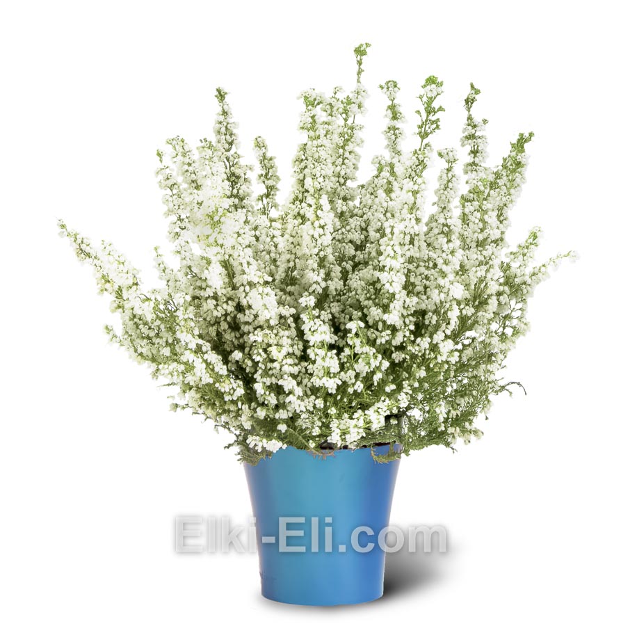 Большая Эрика в синем кашпо