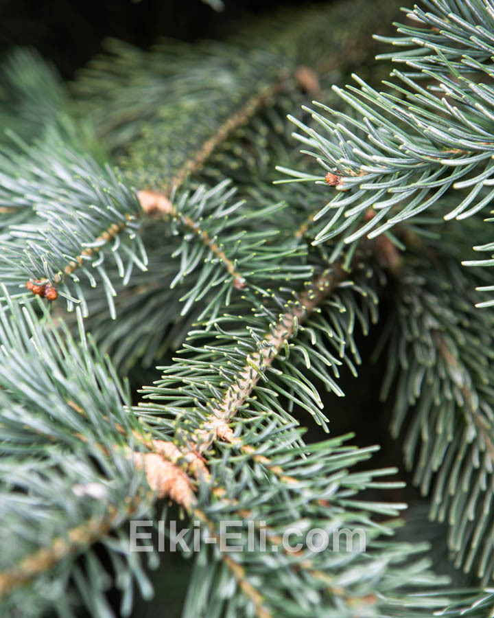 Пихта субальпийская (скандинавская), фото хвои