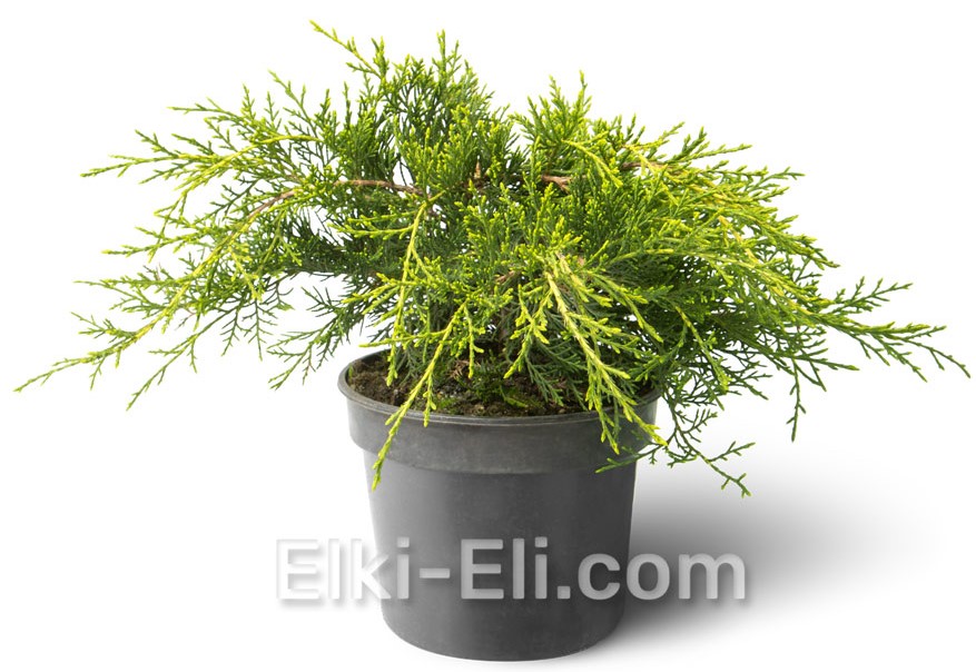 Можжевельник средний Old Gold в горшке 0,40-0,60 м, фото Можжевельник средний Old Gold в горшке 0,40-0,60 м, фото