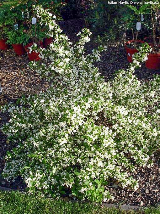 Вейгела Snowflake в ландшафтном дизайне