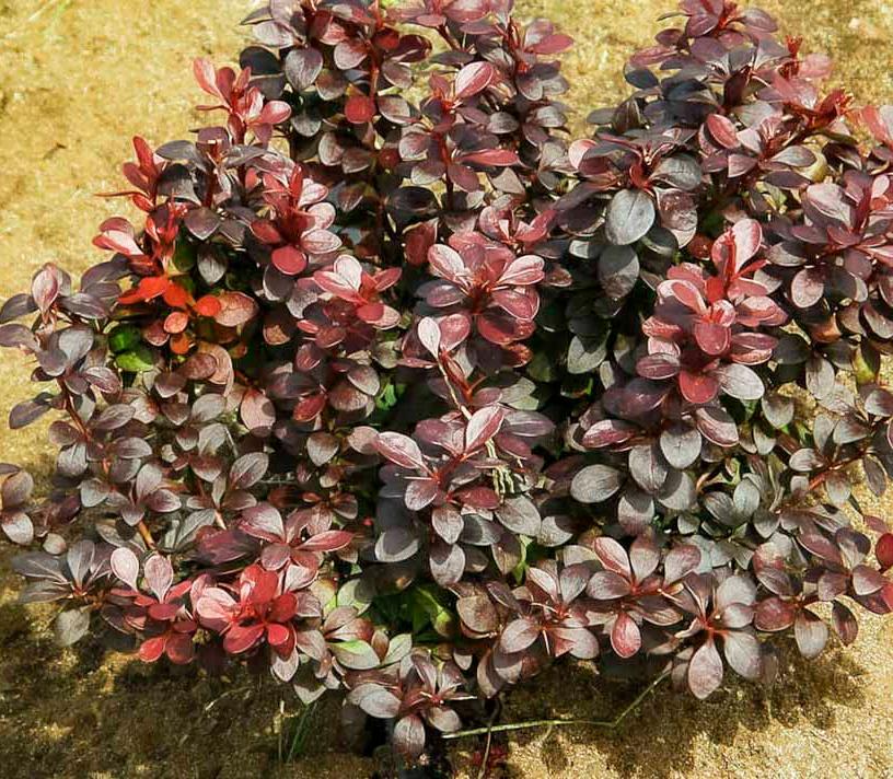 Барбарис Тунберга ‘Darts Red Lady’