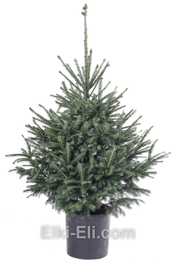 Ель сербская, живое новогоднее дерево в емкости (горшке), фото 