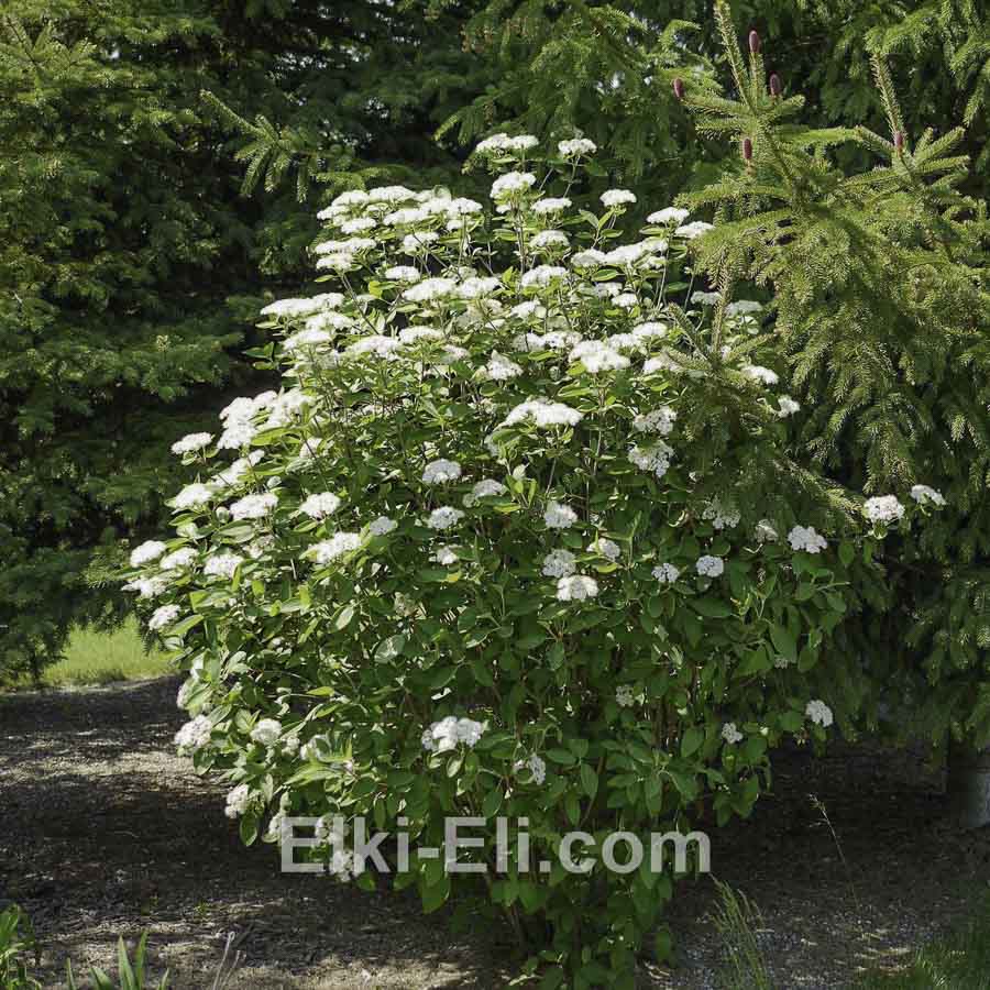 Калина гордовина в горшке, фото в ландшафте Калина гордовина в горшке, фото в ландшафте