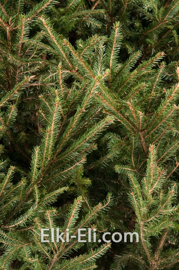 Норвежская елка, живое новогоднее дерево в питомнике, фото